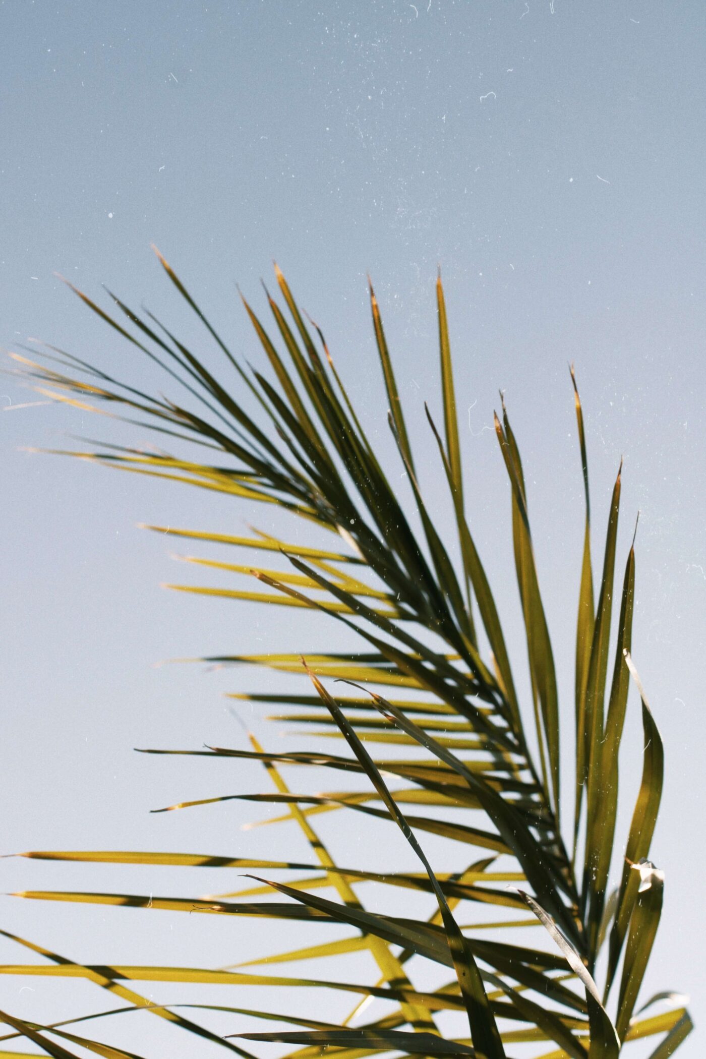 backlit palm tree leaf