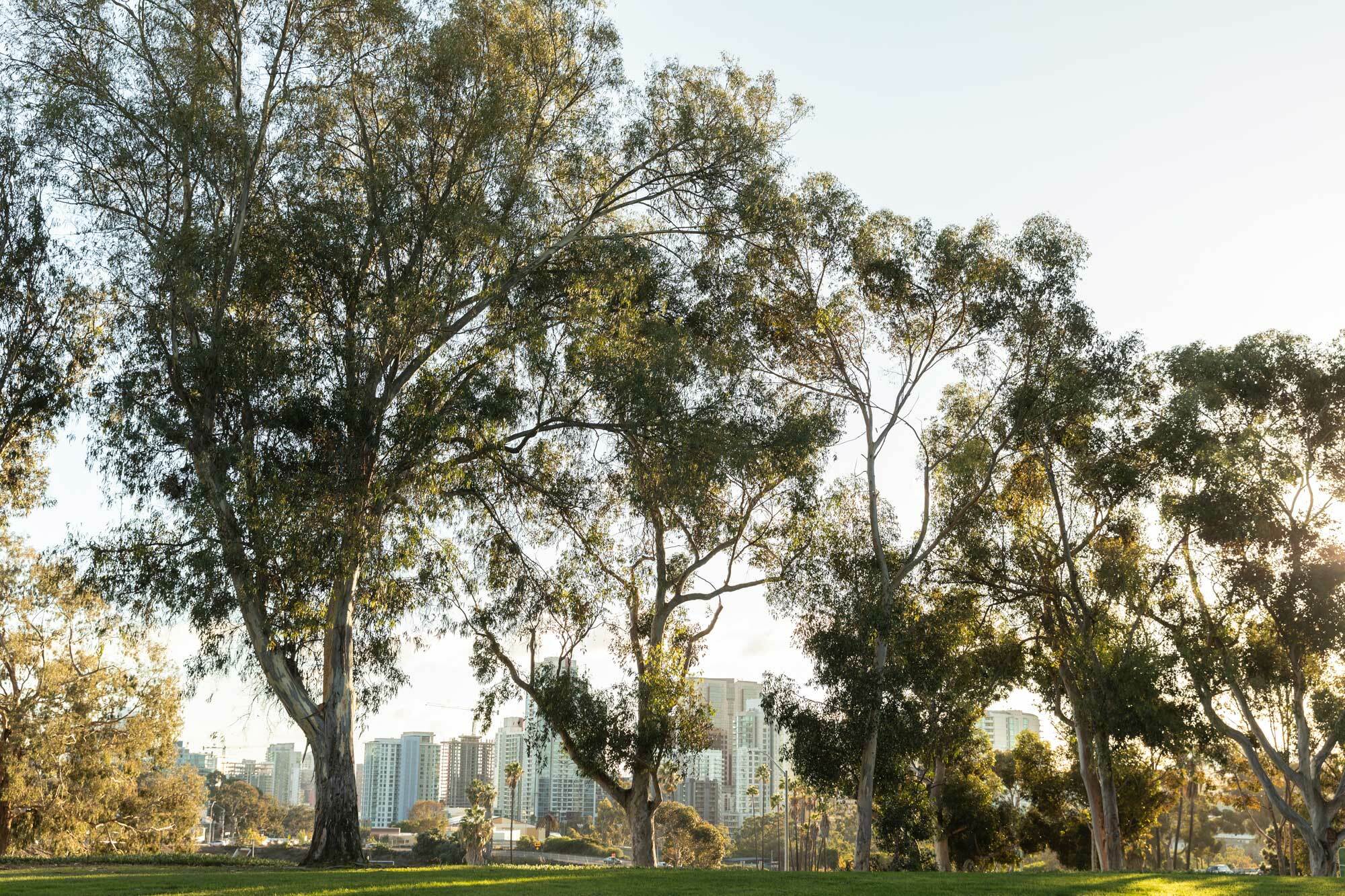 large trees with city buildings in the background